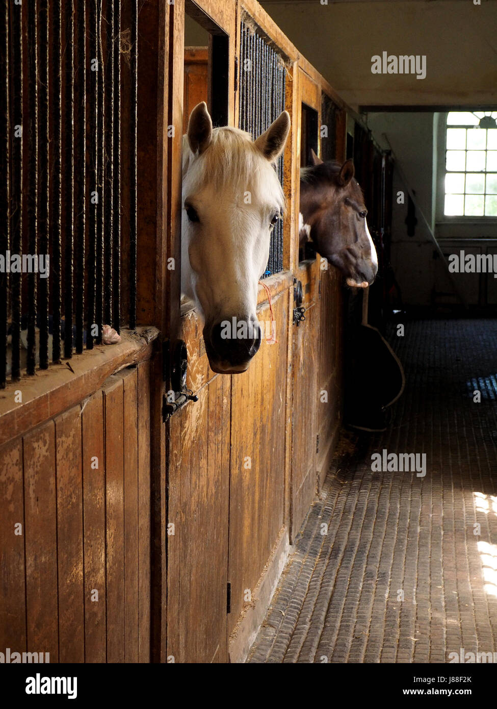 Bel cavallo bianco e marrone con stablemate flash bianco guardando la fotocamera in legno vecchie scuderie con ringhiere in ferro in Yorkshire, Inghilterra, Regno Unito Foto Stock