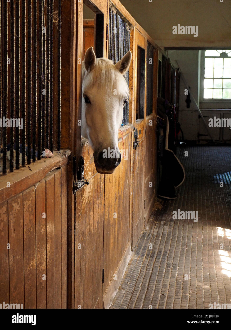 Bel cavallo bianco guardando la fotocamera in legno vecchie scuderie con ringhiere in ferro in Yorkshire, Inghilterra, Regno Unito Foto Stock