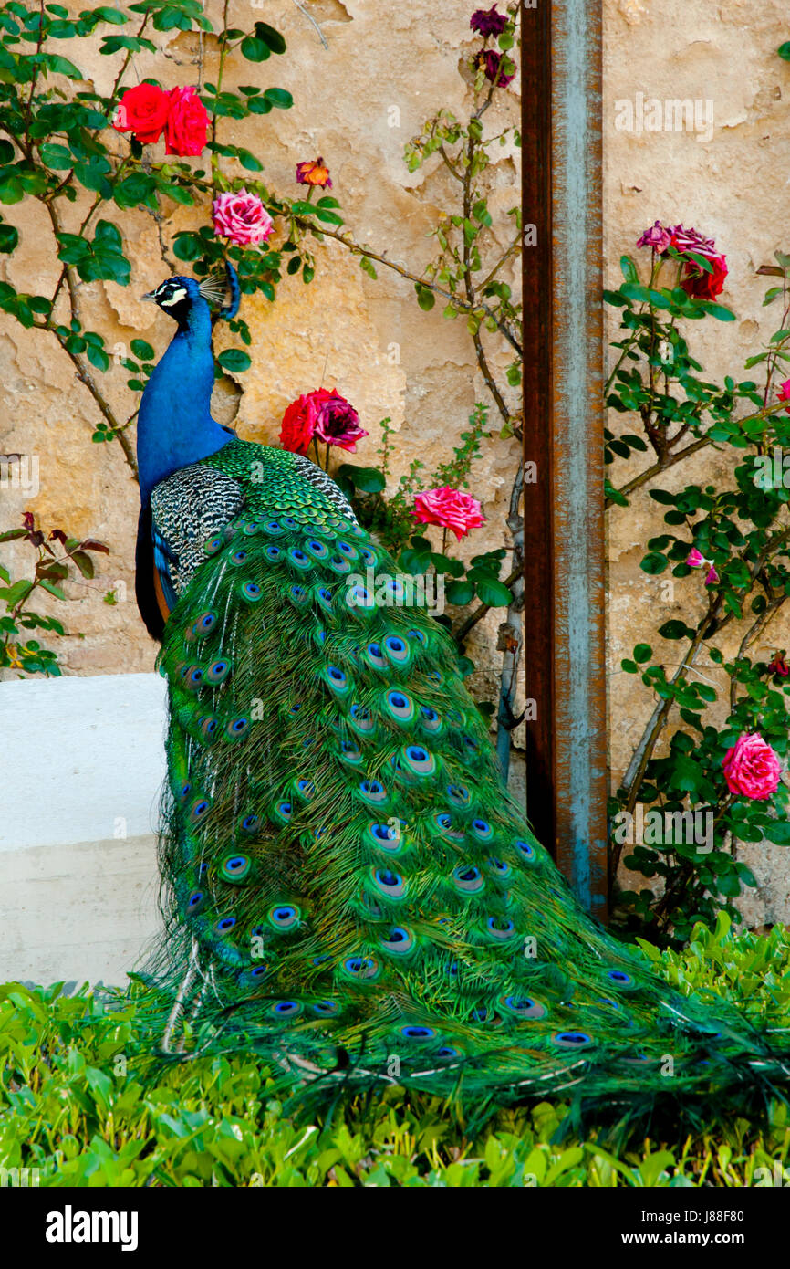 Peacock - Ronda - Spagna Foto Stock