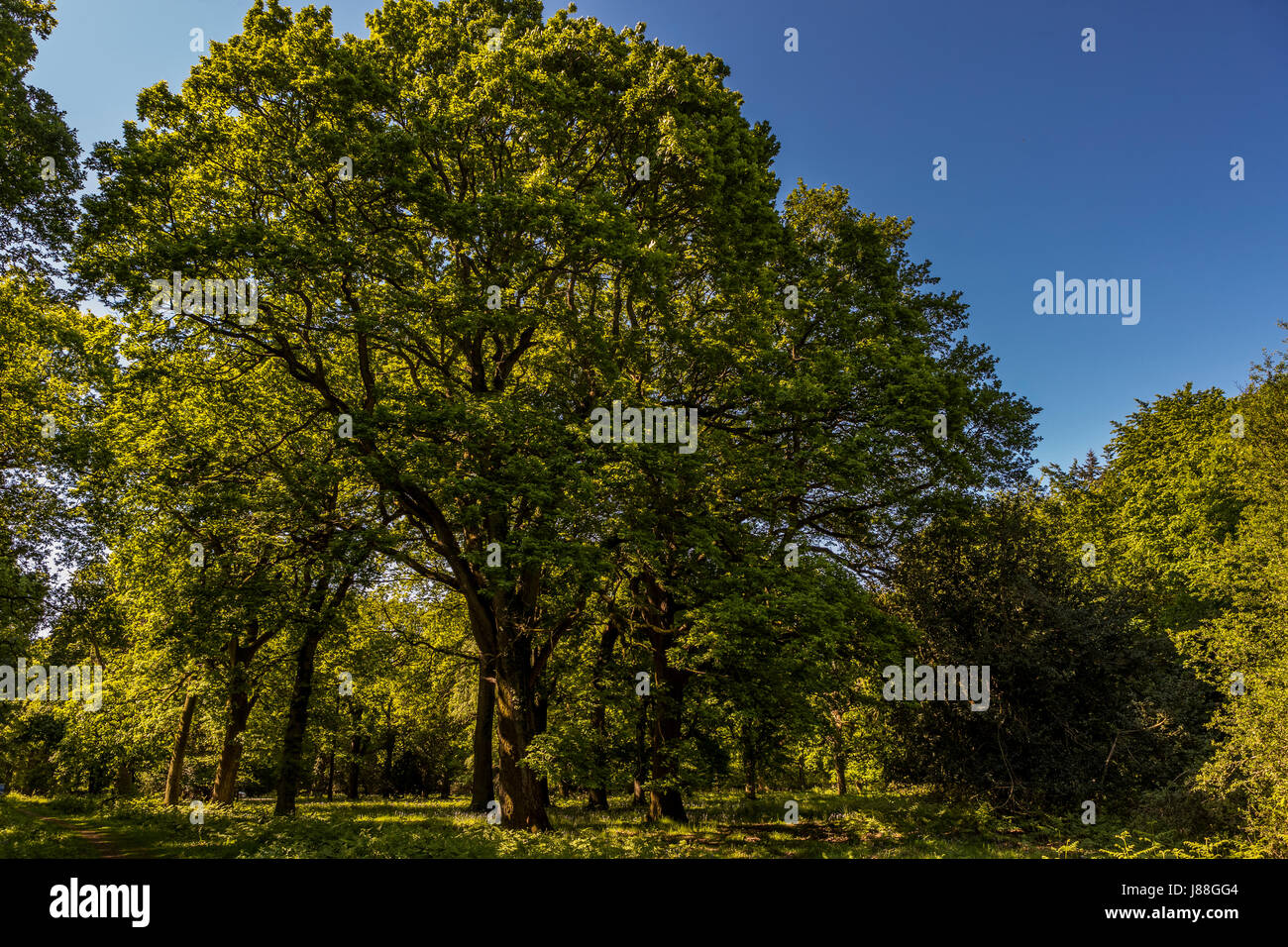 Delle camminate in mezzo al bosco e la fotografia Walking training session Worgreens e Speech House boschi, Foresta di Dean, nel Gloucestershire. Foto Stock