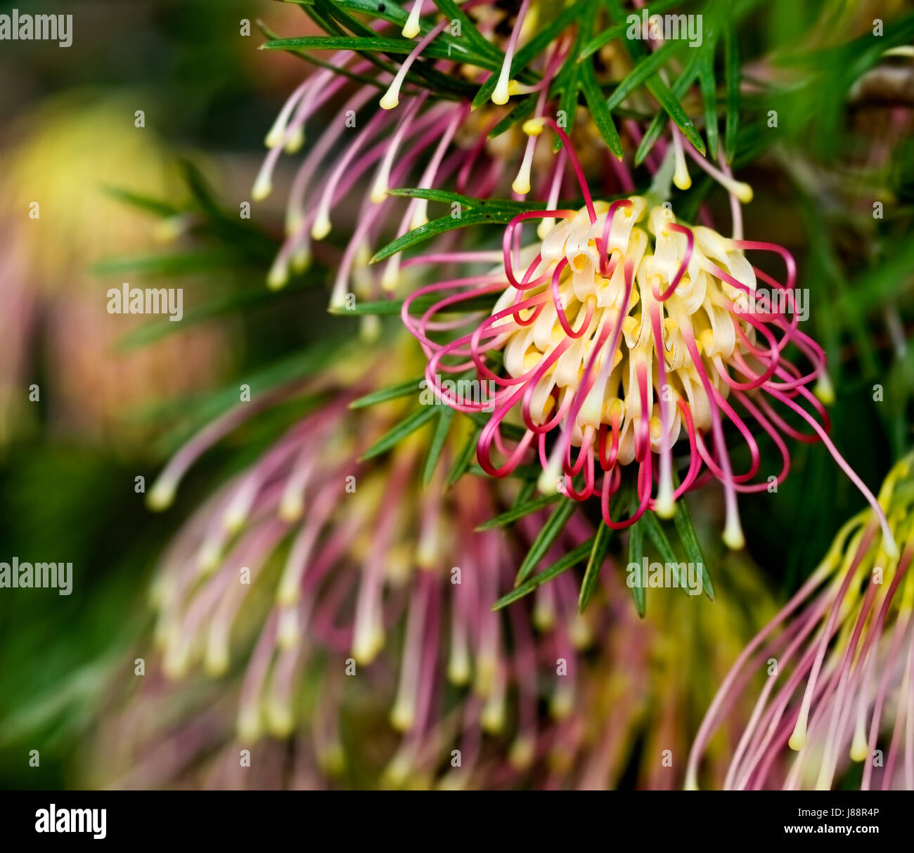 Flower, impianti, flora, nativo, australiano, natura, giardino, fiori, piante, bloom, Foto Stock