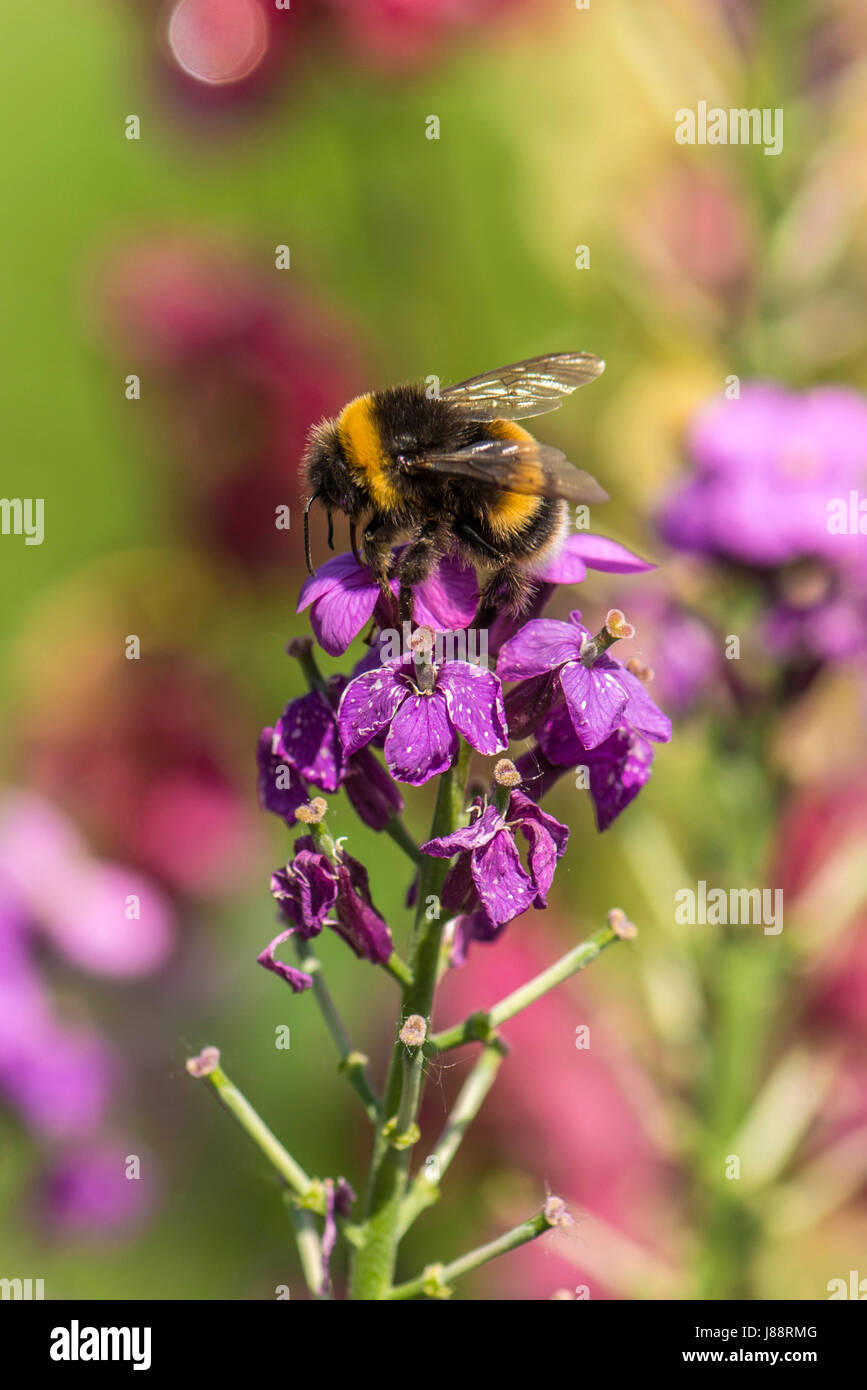 La natura in armonia: bella campana vividi fiori a forma di Red Campion (Silene dioica) impianto costituiscono una naturale rovistando massa per il British Bumblee Foto Stock