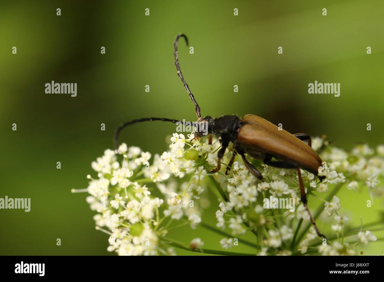 Insetto, beetle, macro close-up, macro di ammissione, vista ravvicinata, animale, Foto Stock