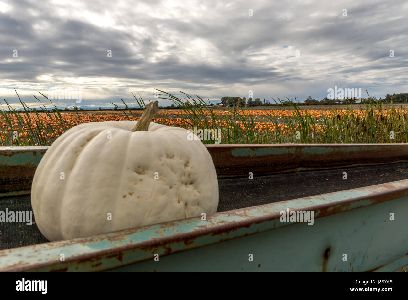 Zucche pronti per la vendita commerciale di Ladner, BC. Foto Stock