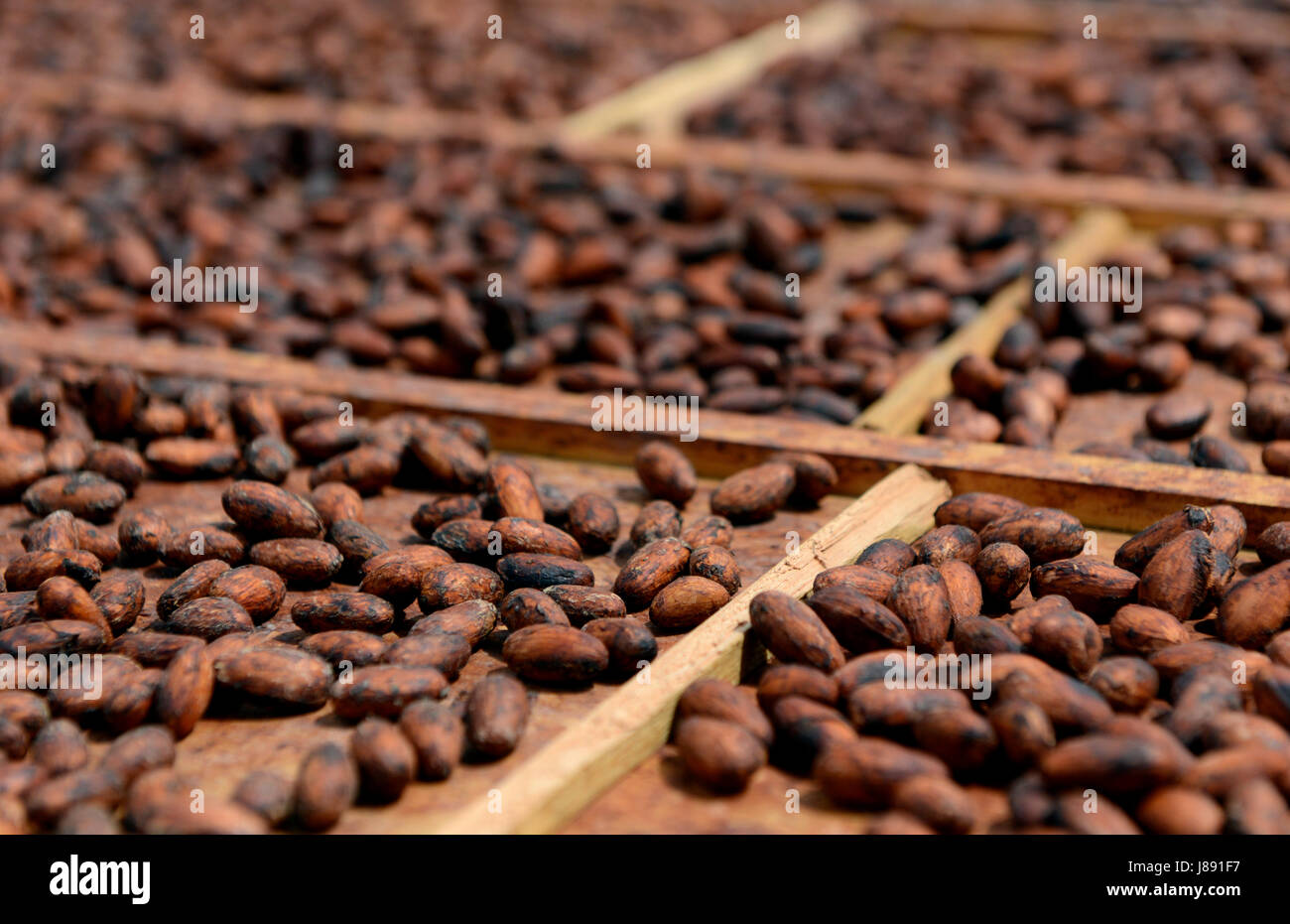 Le fave di cacao secco al sole su tavole di legno. Foto Stock