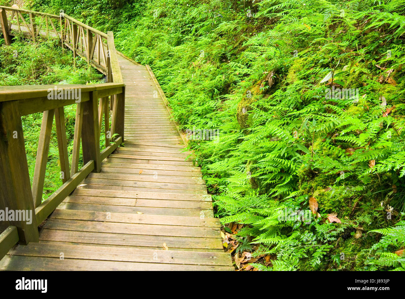 A piedi, andare, andando, passeggiate, brilla, brilla, luminoso, Lucent, luce, sereno, Foto Stock