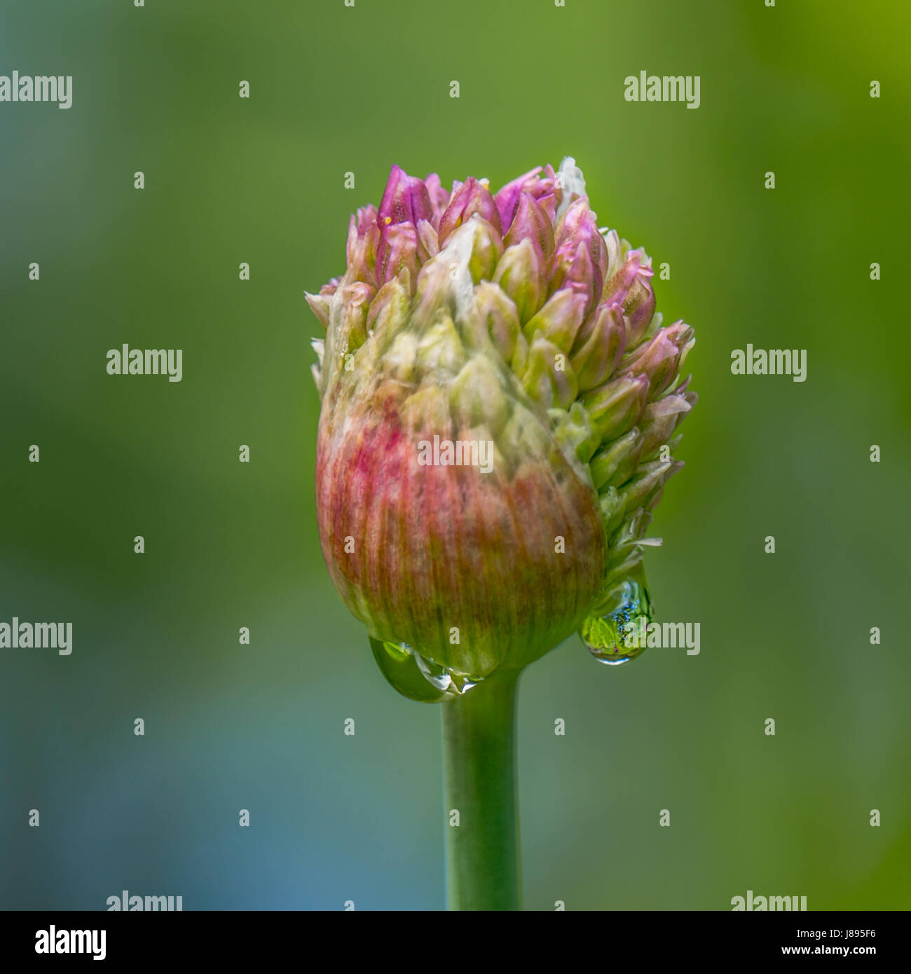 Aperti Allium fiori al Giardino di Rose nel Parco di Stanley Foto Stock