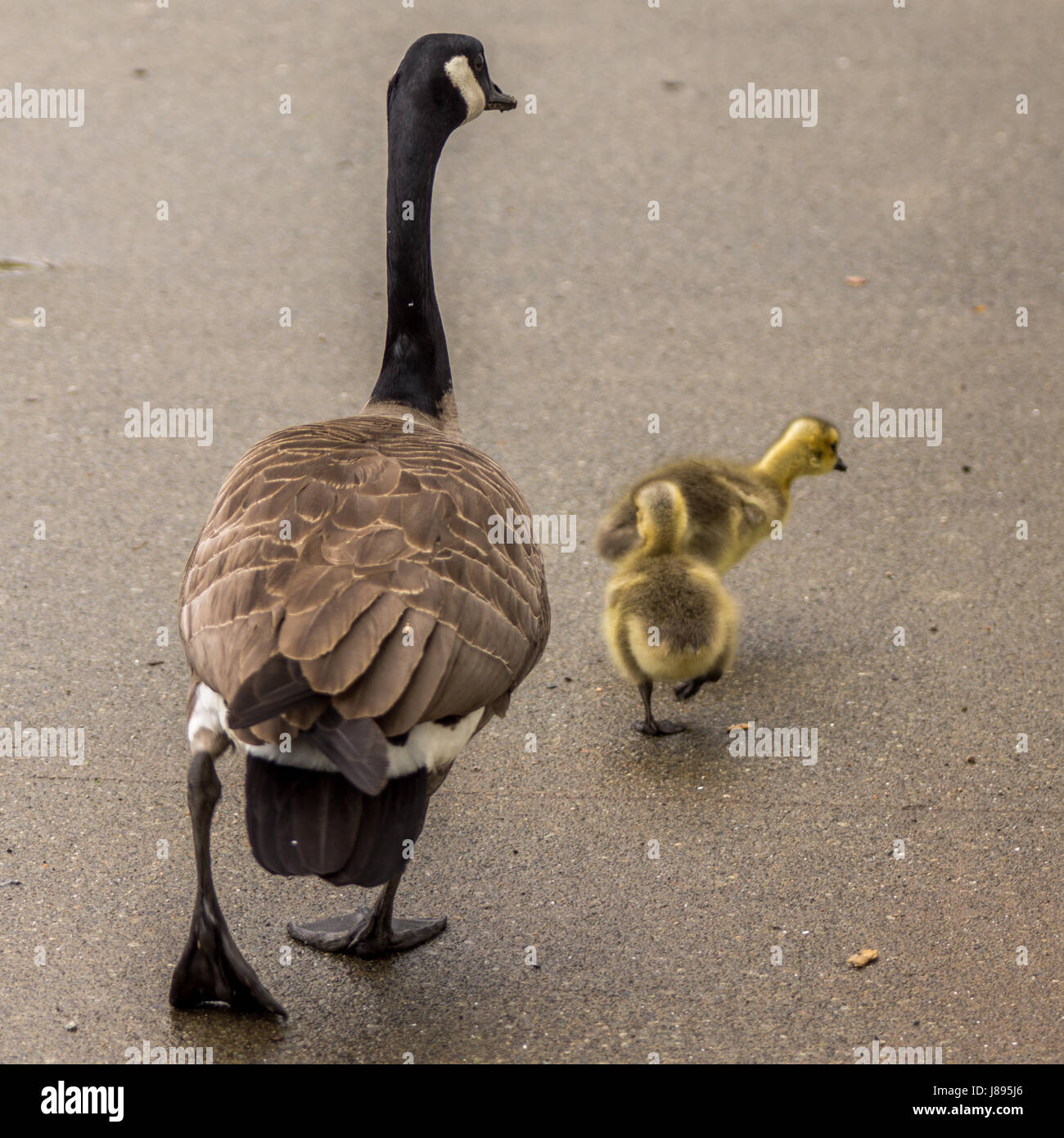 Una madre Canada Goose e il suo goslings. Foto Stock