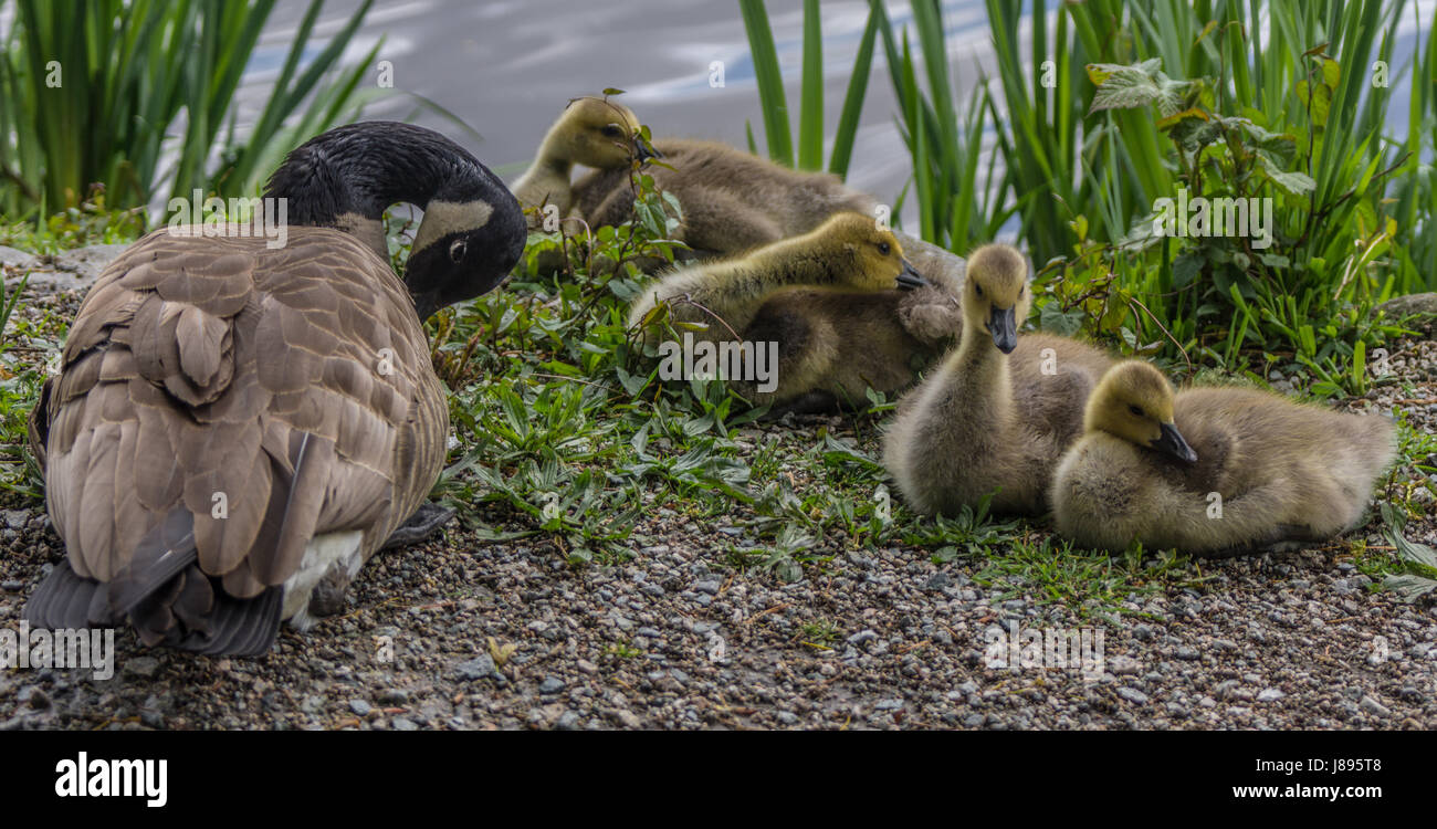 Una madre Canada Goose e il suo goslings. Foto Stock