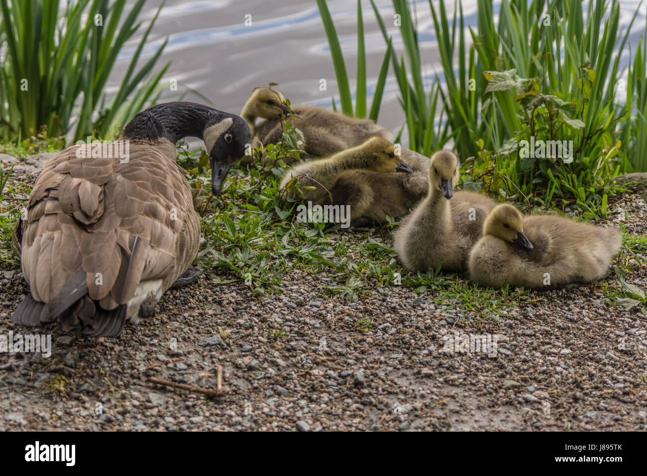 Una madre Canada Goose e il suo goslings. Foto Stock