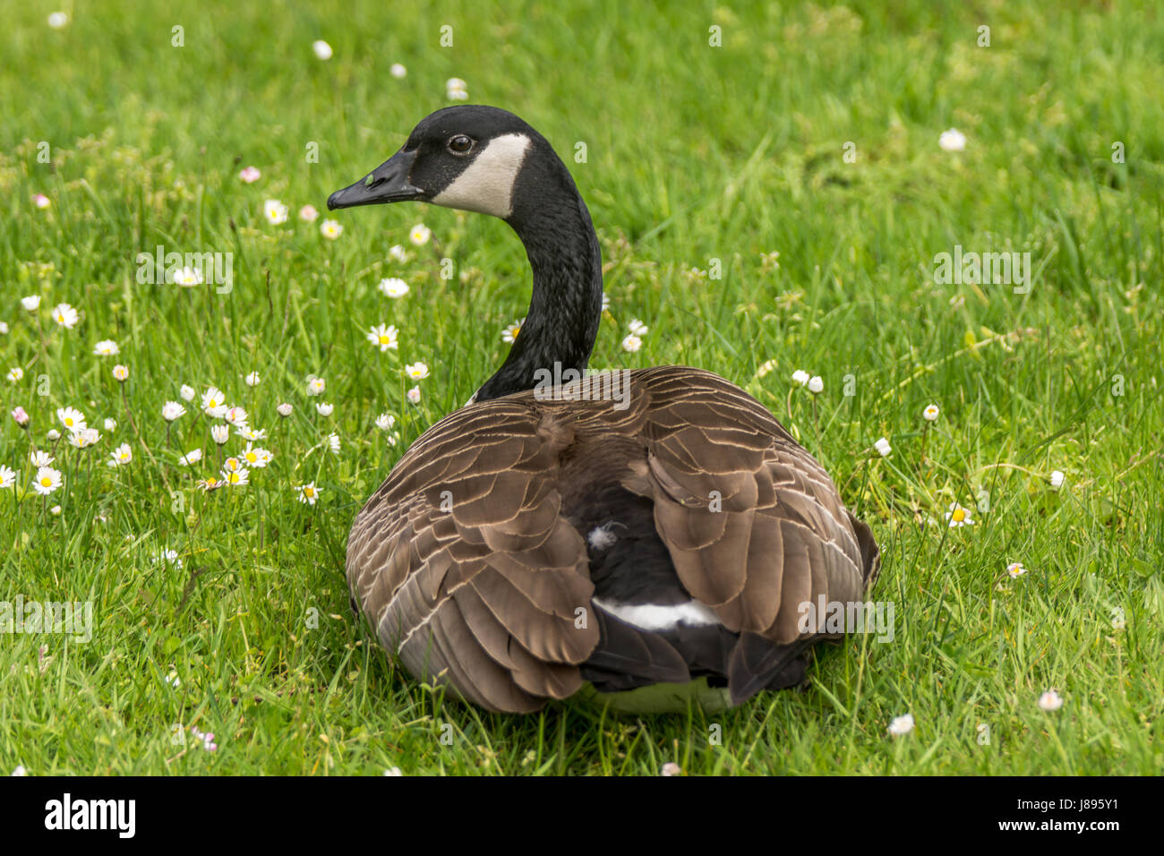 Un adulto Canada Goose mangiare qualche erba e fiori. Foto Stock
