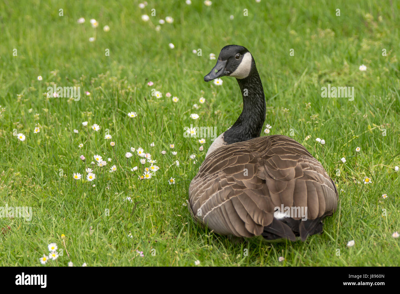 Un adulto Canada Goose mangiare qualche erba e fiori. Foto Stock