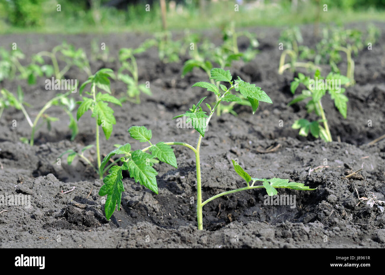 Appena piantato le piantine di pomodoro nell'orto Foto Stock