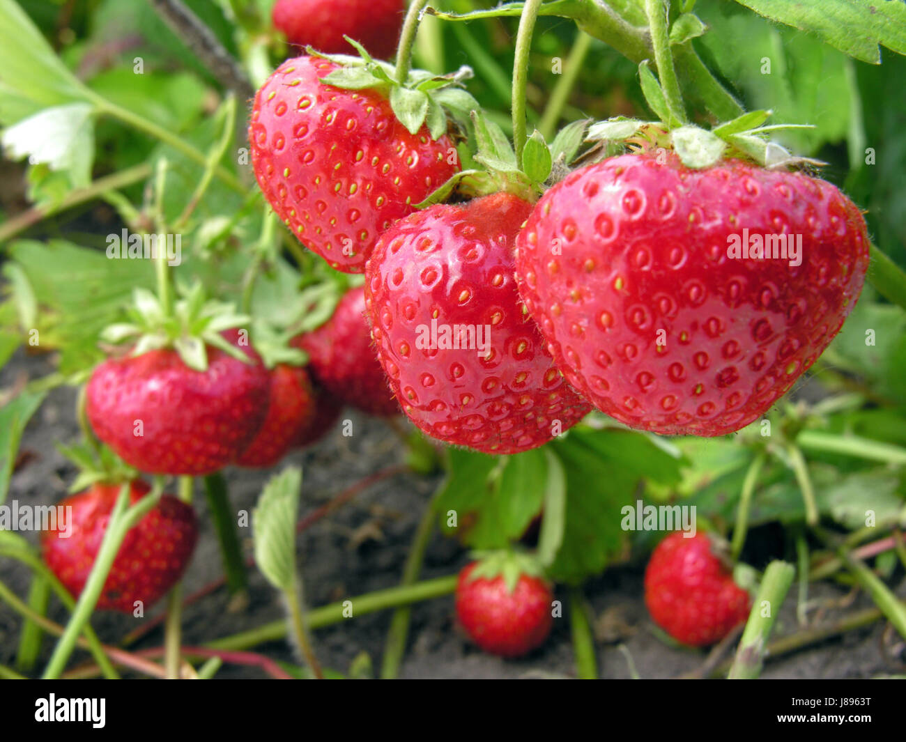 Close-up di fragole mature nel giardino vegetale Foto Stock