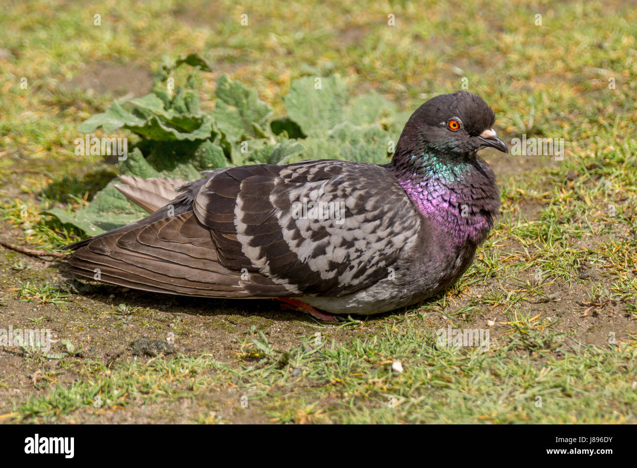 Un colorato piccione al Lost Lagoon a Stanley Park. Foto Stock