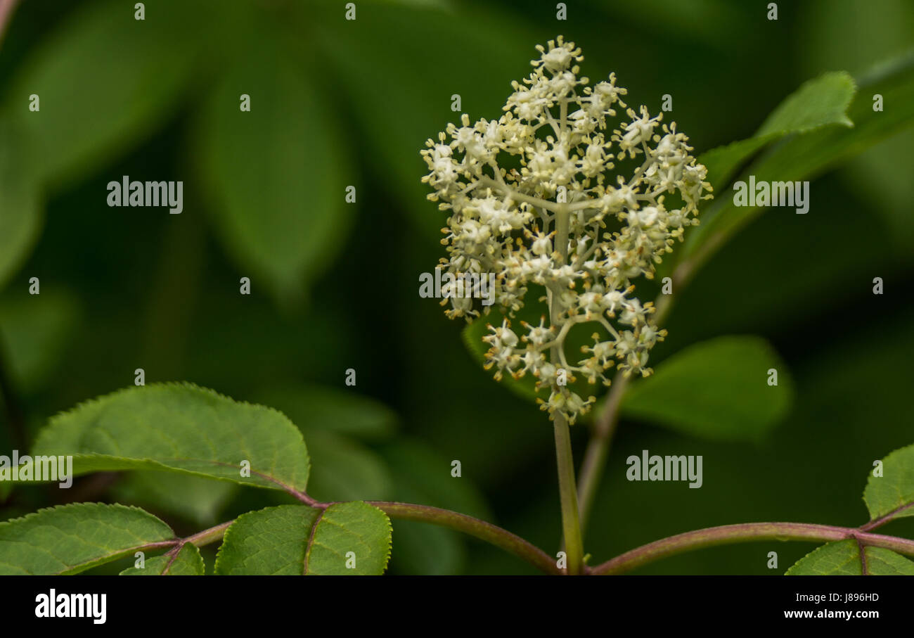 Fioritura di bacche di sambuco a Stanley Park. Foto Stock