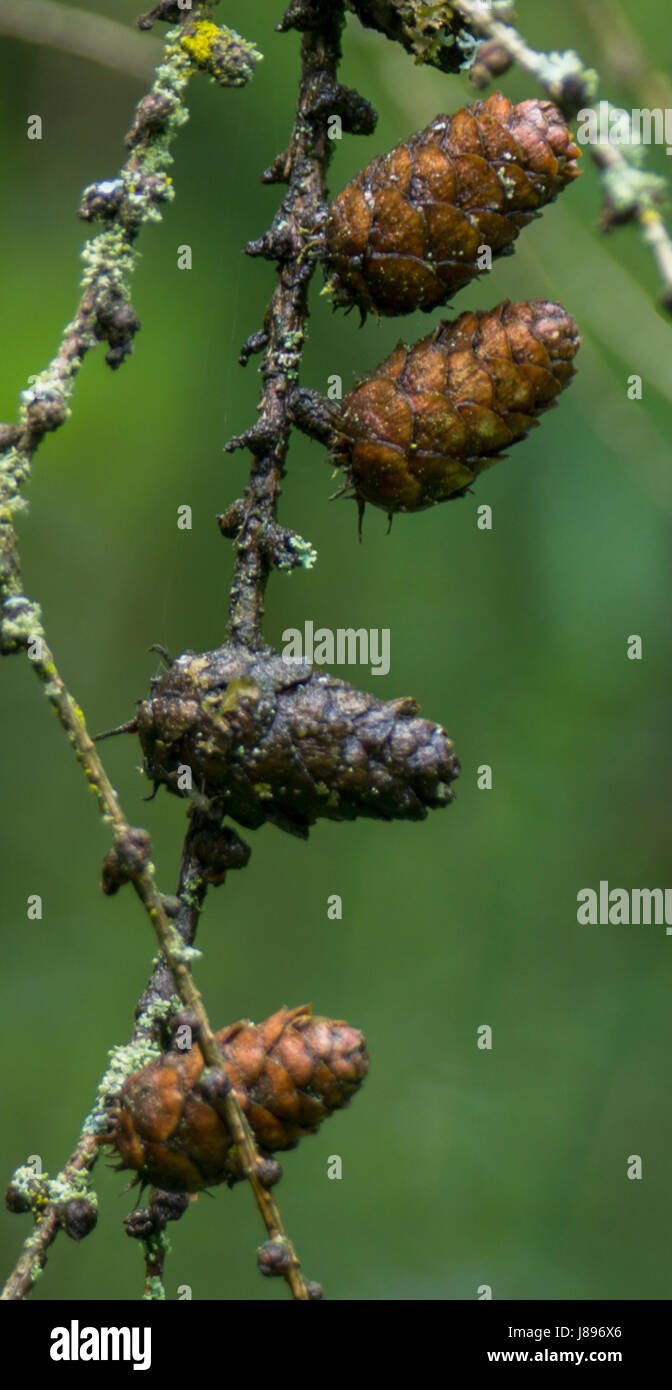 Una stringa di matura seedcones del Western larice o Western Tamarack tree. Vicino a perso laguna a Stanley Park. Foto Stock