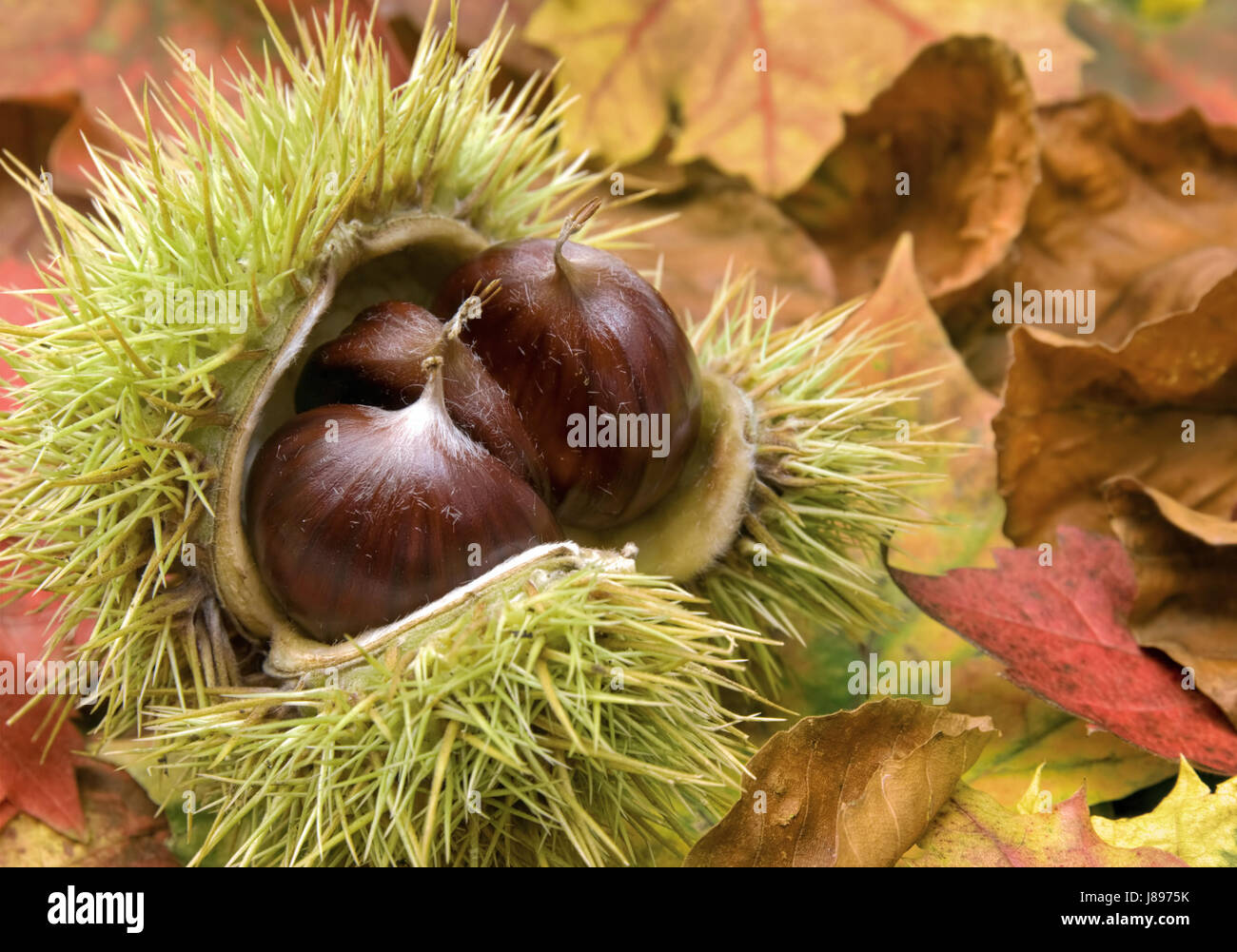 Foglie, noci, castagne, foglie di autunno, fogliame, impianti, autunno autunno, cibo, Foto Stock