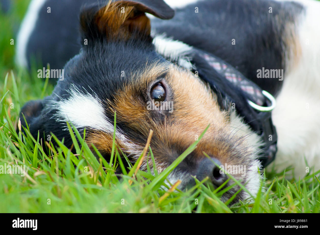 Un Jack Russell Terrier guarda dall'erba - Le Mans migliore amico Foto Stock