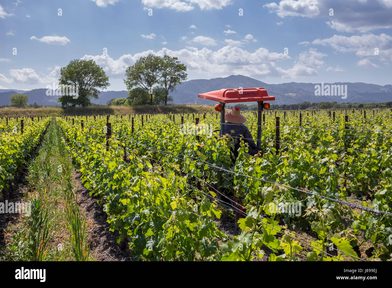 Lavoratore di cantina e vigneto di uva, uva dei vigneti, vigneto, vigneti, argento cantine di quercia, Oakville, Napa Valley, California, Stati Uniti Foto Stock