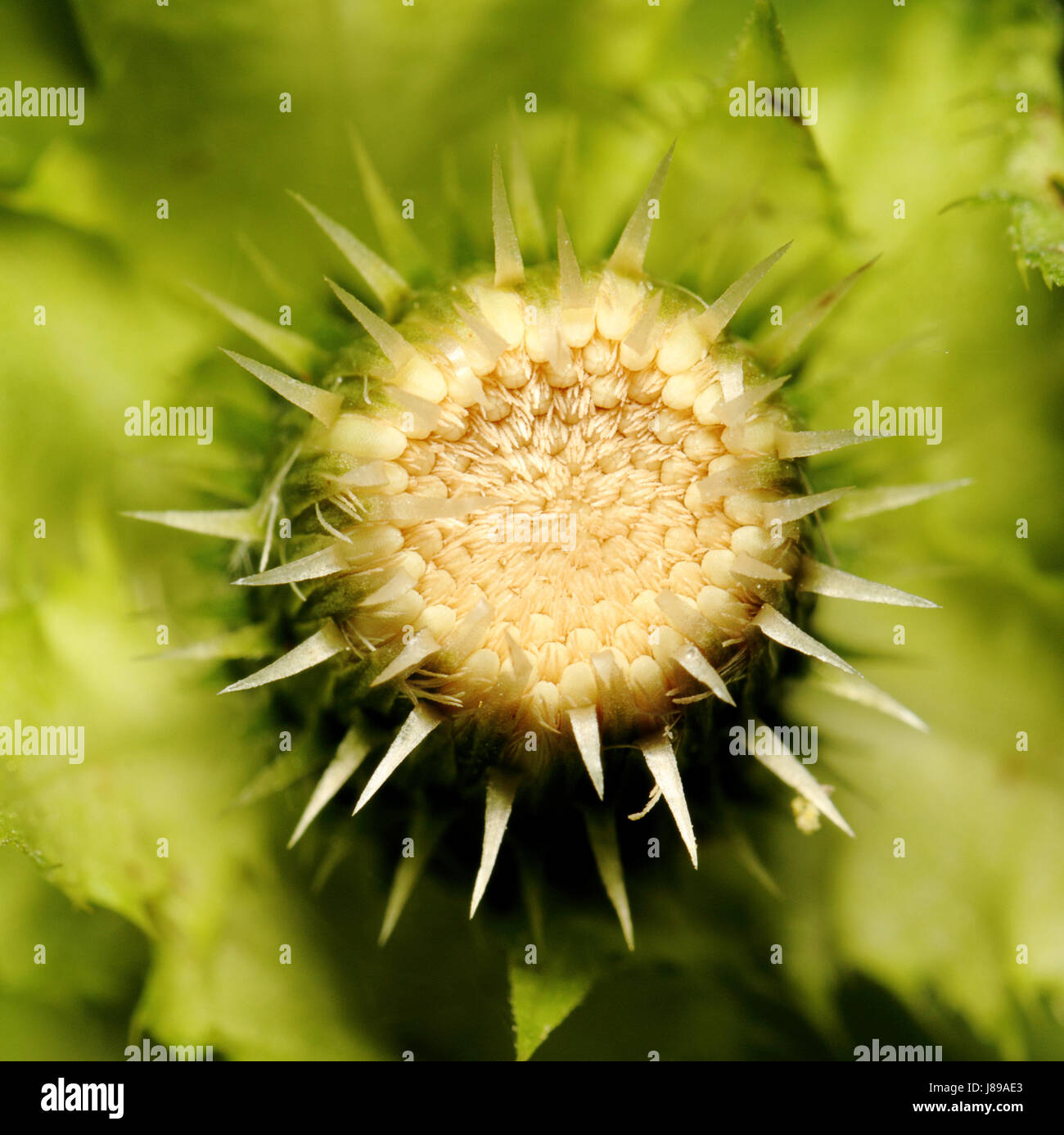 Prima della fioritura Foto Stock