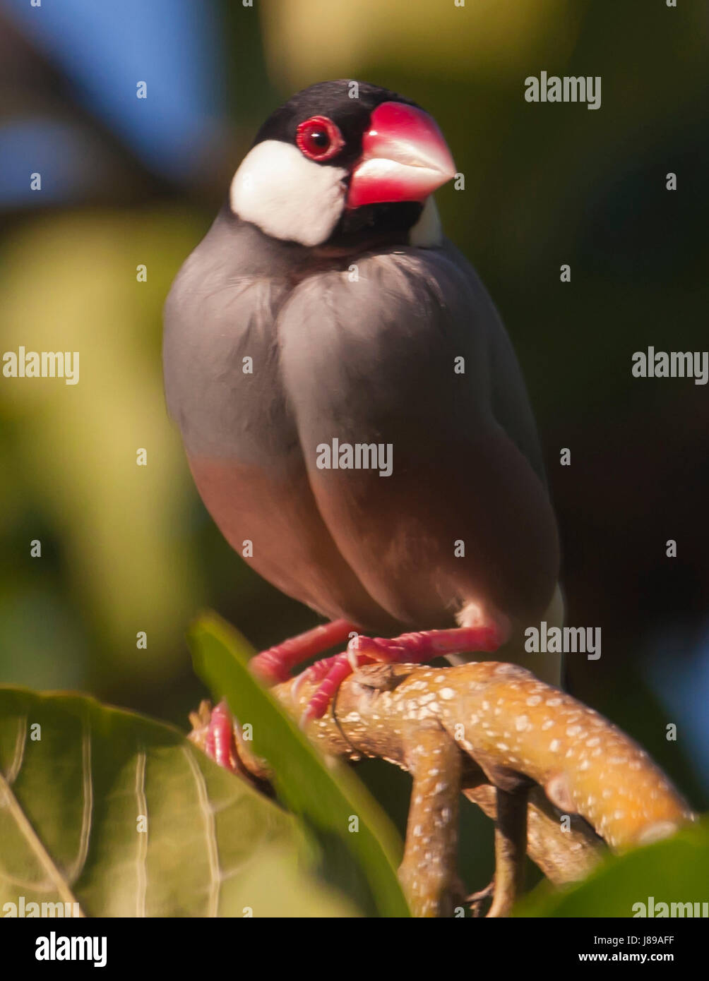 Java Sparrow sul ramo Foto Stock