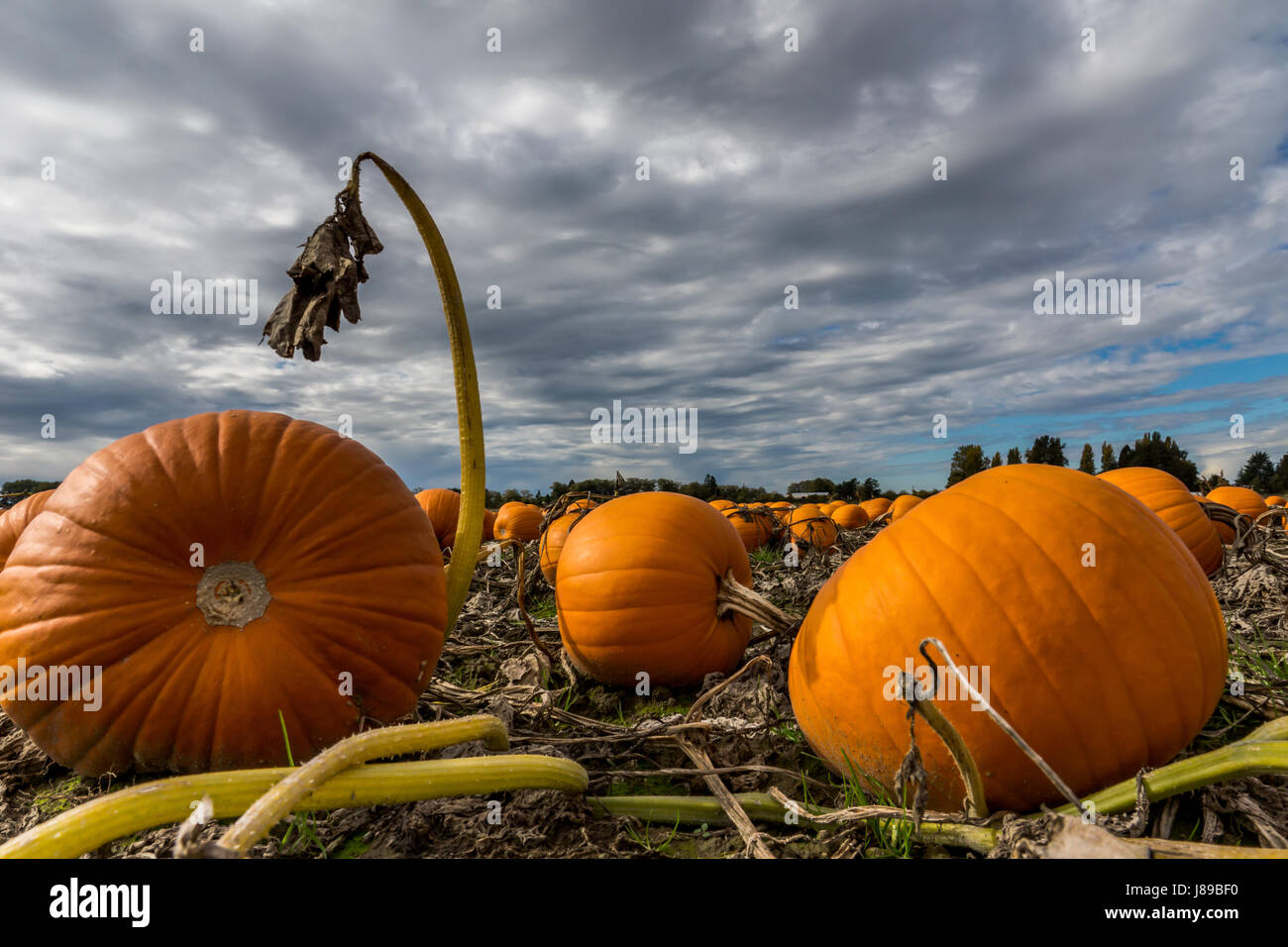 Una zucca patch su Westham isola. Foto Stock