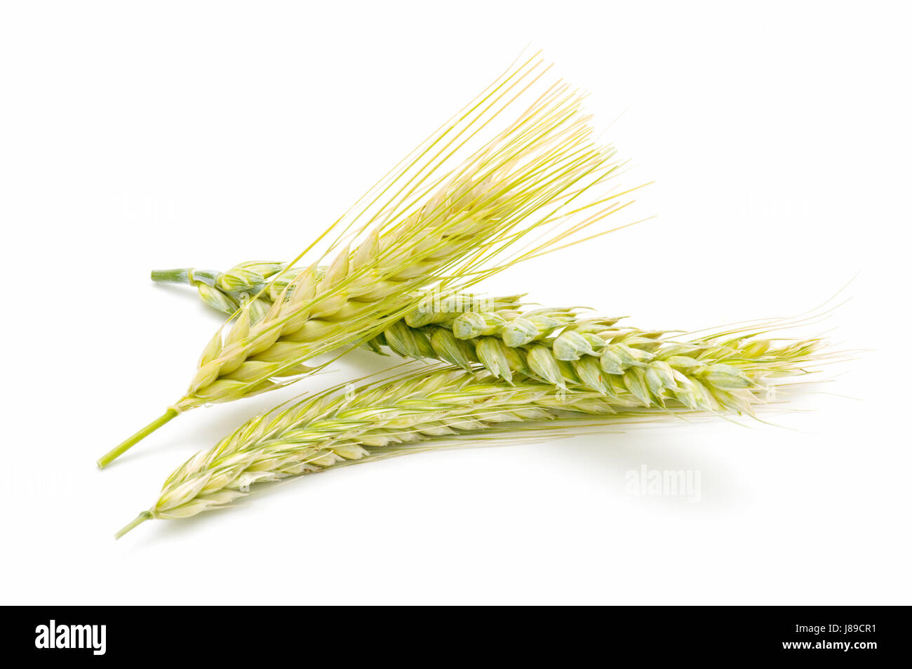 Agricoltura, allevamento, frumento, orzo, avena, agricoltura, allevamento, estate, Foto Stock