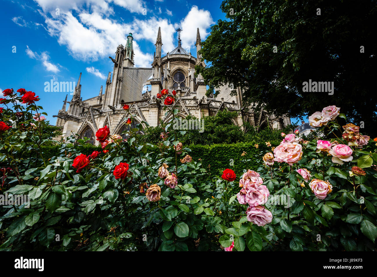 Cattedrale di Notre Dame de Paris con il rosso e bianco rose in primo piano, Francia Foto Stock