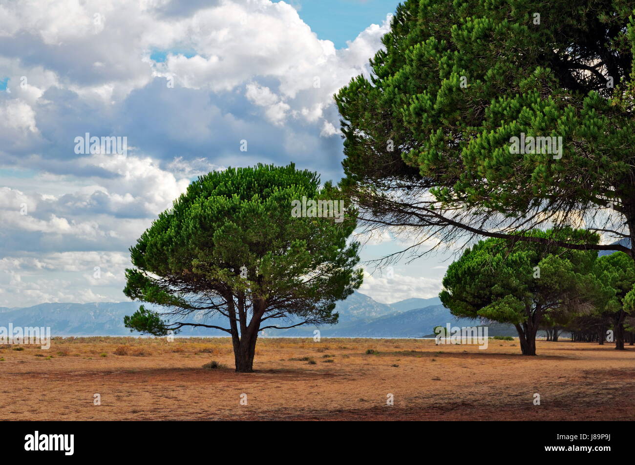 Albero, spiaggia, mare, spiaggia, mare, Sardegna, albero, alberi, selvaggio, Foto Stock