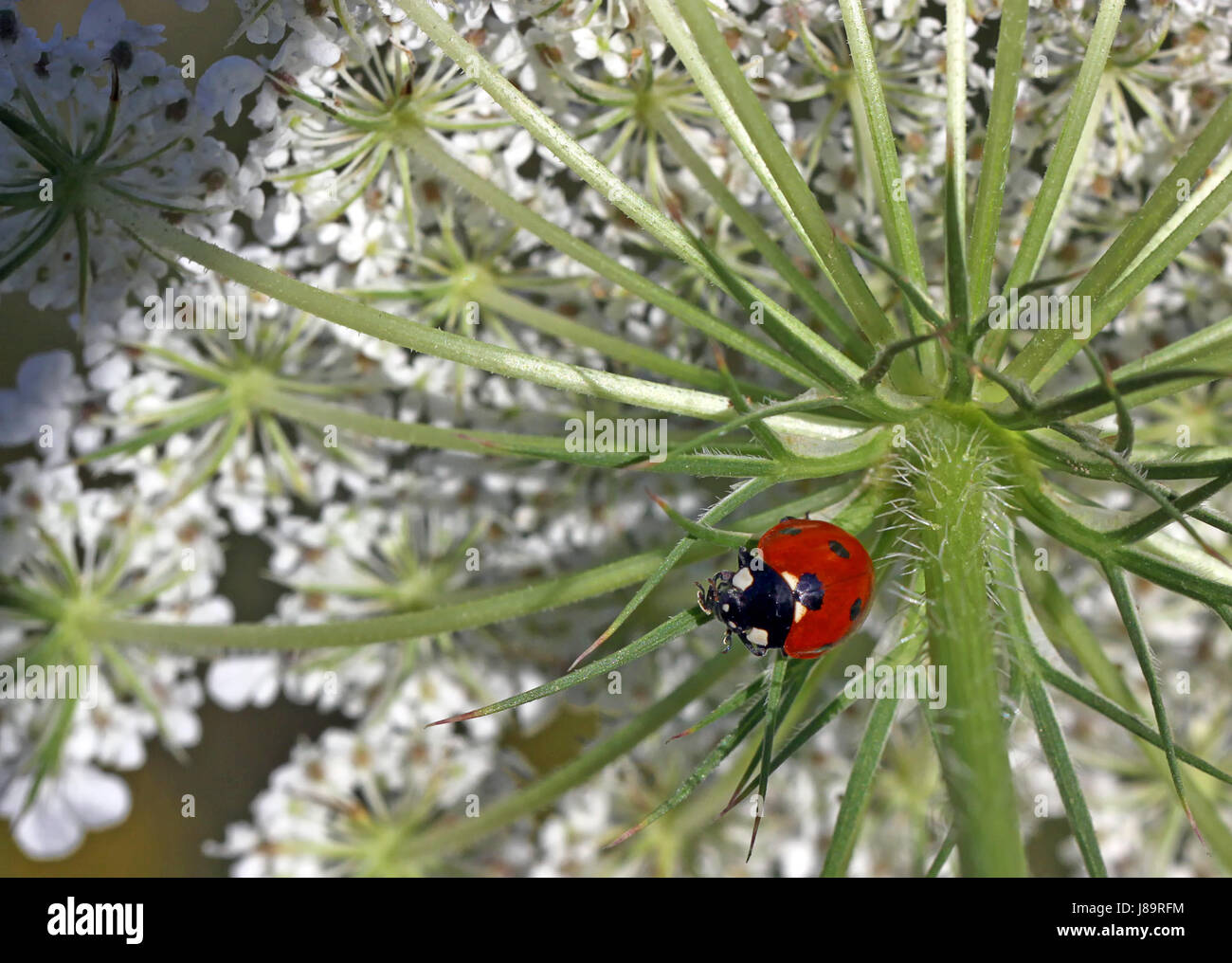Fortunatamente headfirst Foto Stock