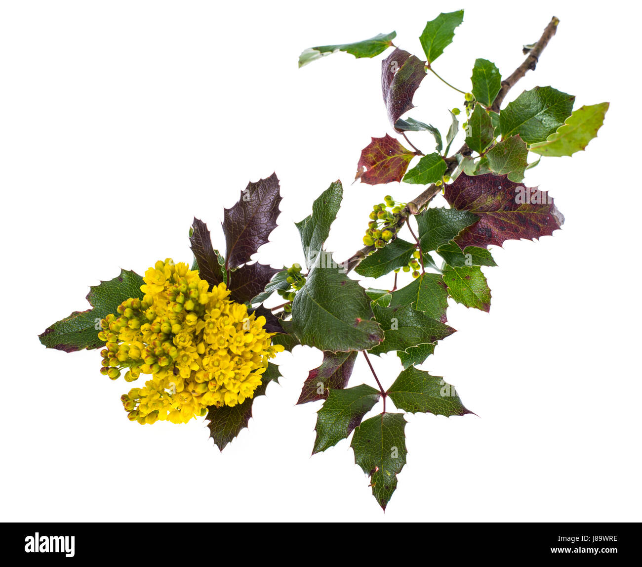 Il ramo di fioritura mahonia boccola gialla isolato Foto Stock