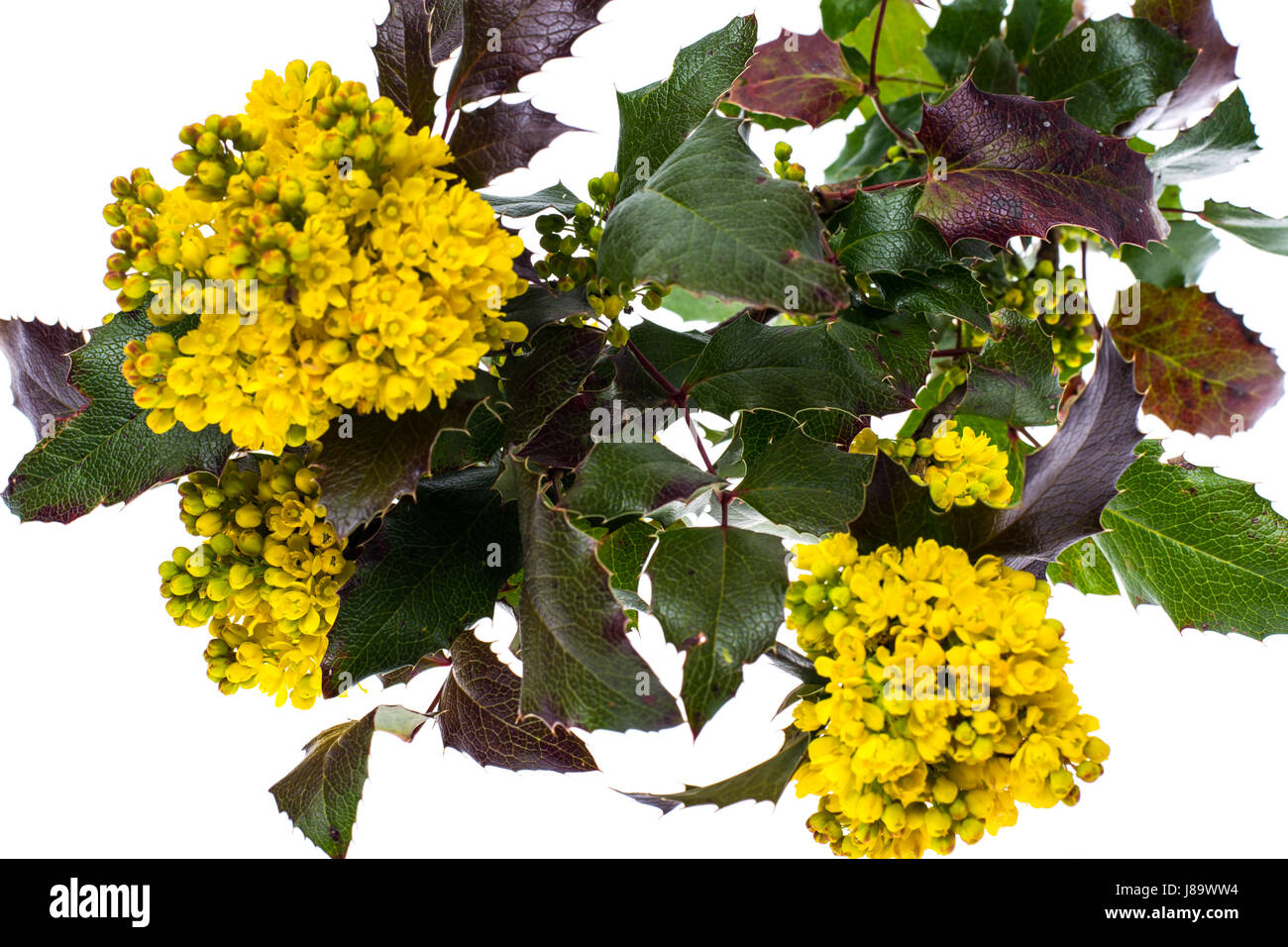 Il ramo di fioritura mahonia boccola gialla isolato Foto Stock