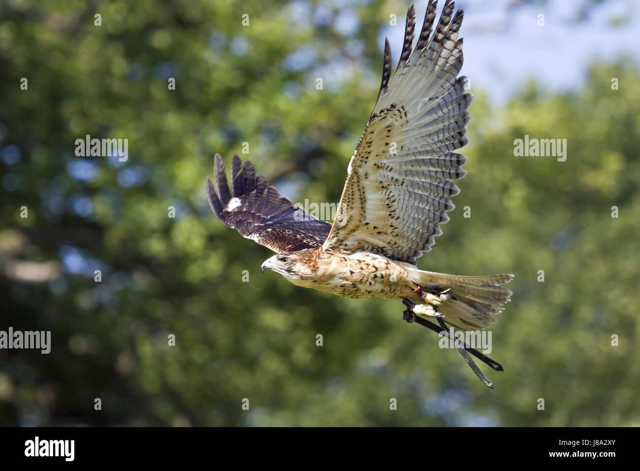 Kordillerenadler Foto Stock