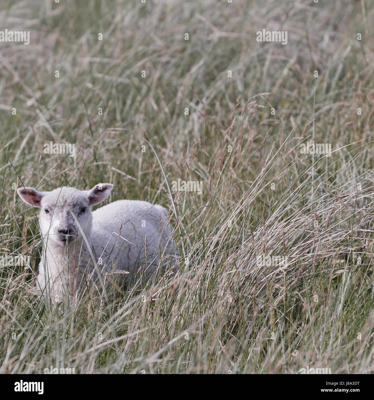 agnello Foto Stock