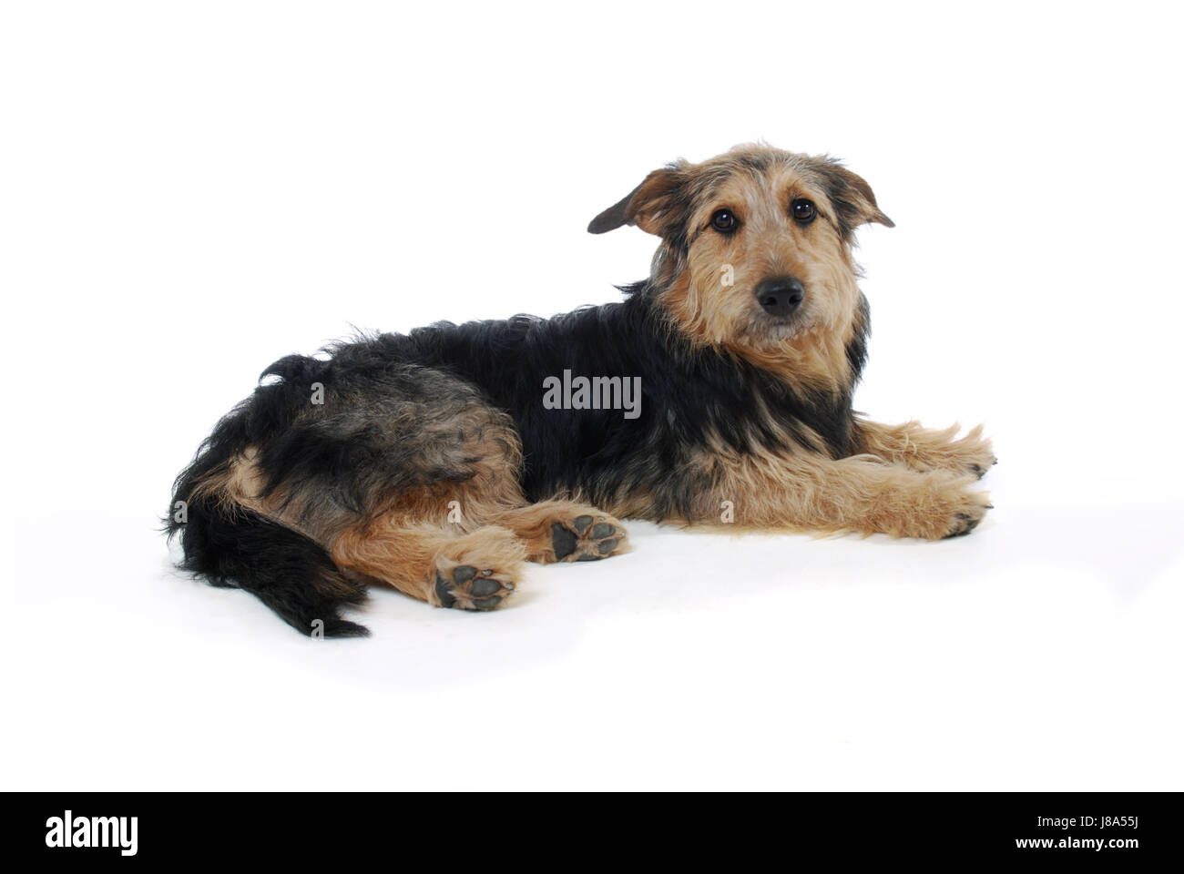 Studio fotografico, animale, pet, cane, studio, Mongrel, bassotto, isolato, Foto Stock