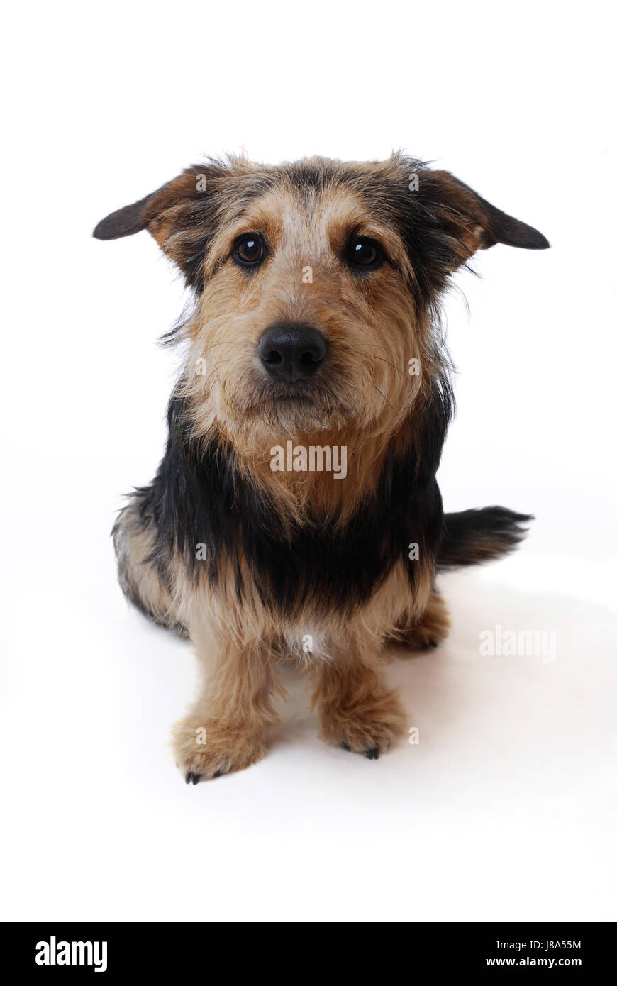 Studio fotografico, animale, pet, cane, studio, Mongrel, bassotto, attendere Foto Stock