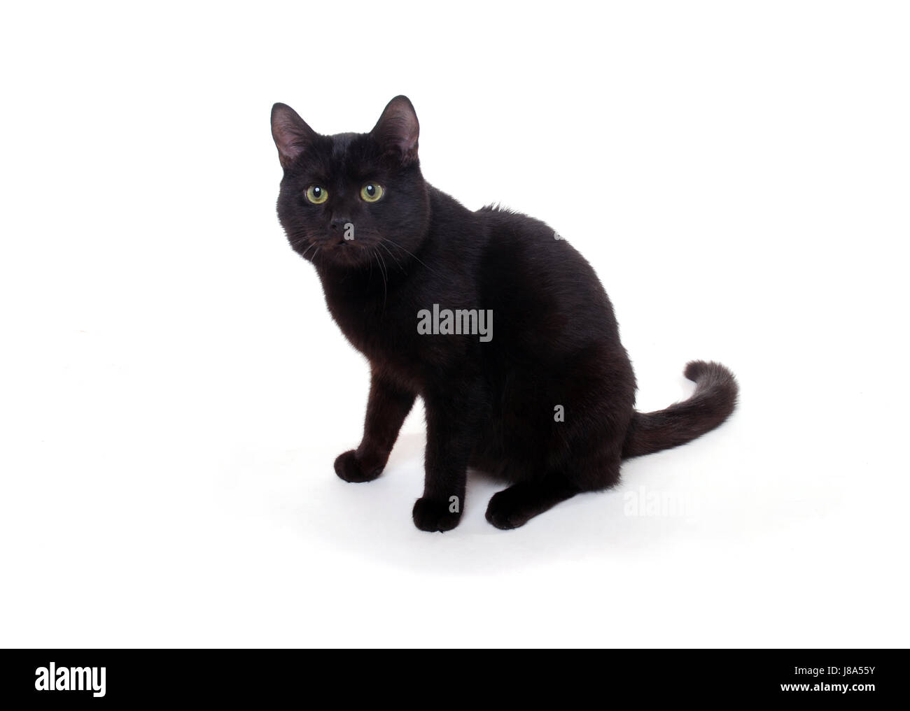 Studio fotografico, animale, pet, nero, swarthy, jetblack, nero profondo, studio Foto Stock