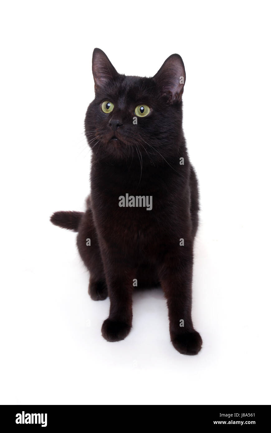 Studio fotografico, animale, pet, nero, swarthy, jetblack, nero profondo, studio Foto Stock