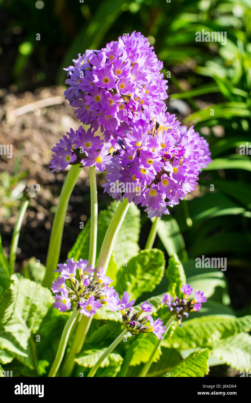Giardino con fiori lilla infiorescenze sferiche Foto Stock