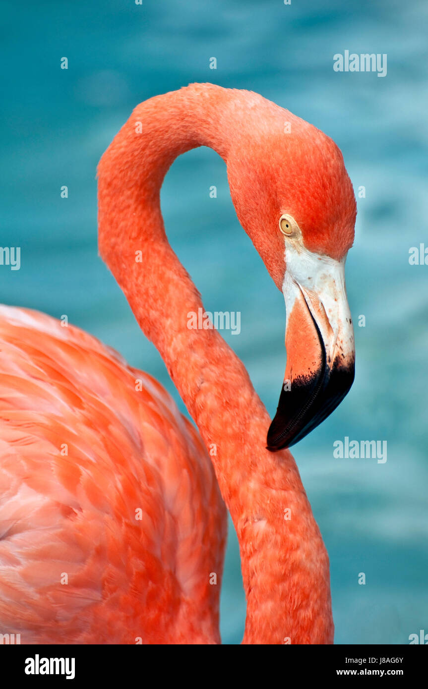 Animali, uccelli, selvaggia, la fauna tropicali dei Caraibi, rosa fenicottero, chiudi Foto Stock