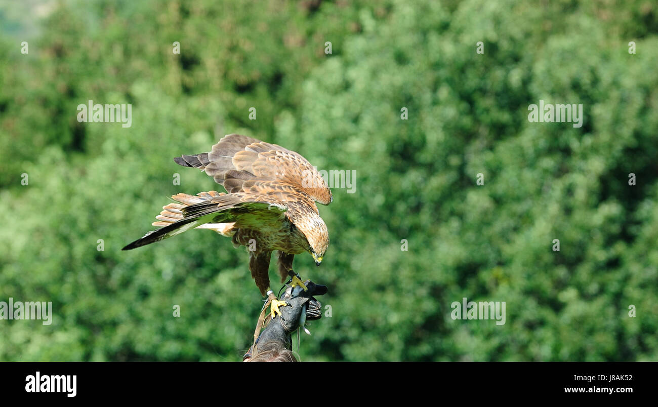 Poiana di Eagle Foto Stock