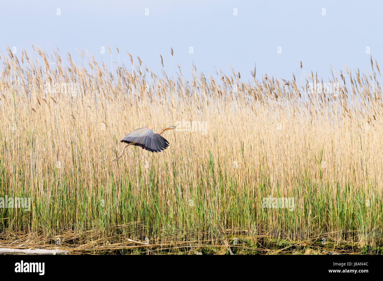 Airone rosso vicino fino dal fiume Po laguna, Italia. Per gli uccelli migratori. Natura italiana Foto Stock