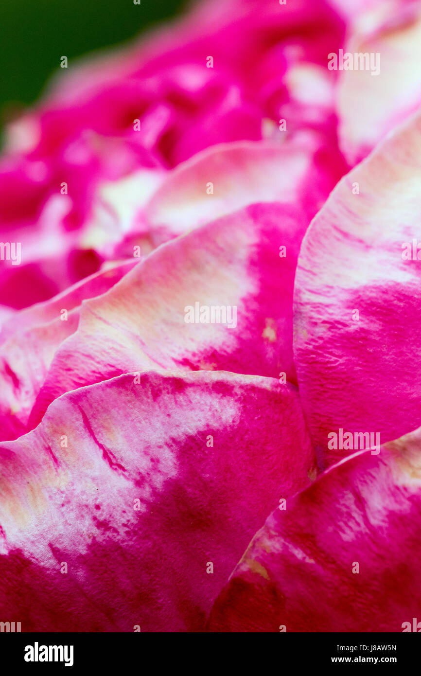 Una fotografia di close-up di un rosso e rosa bianca Foto Stock