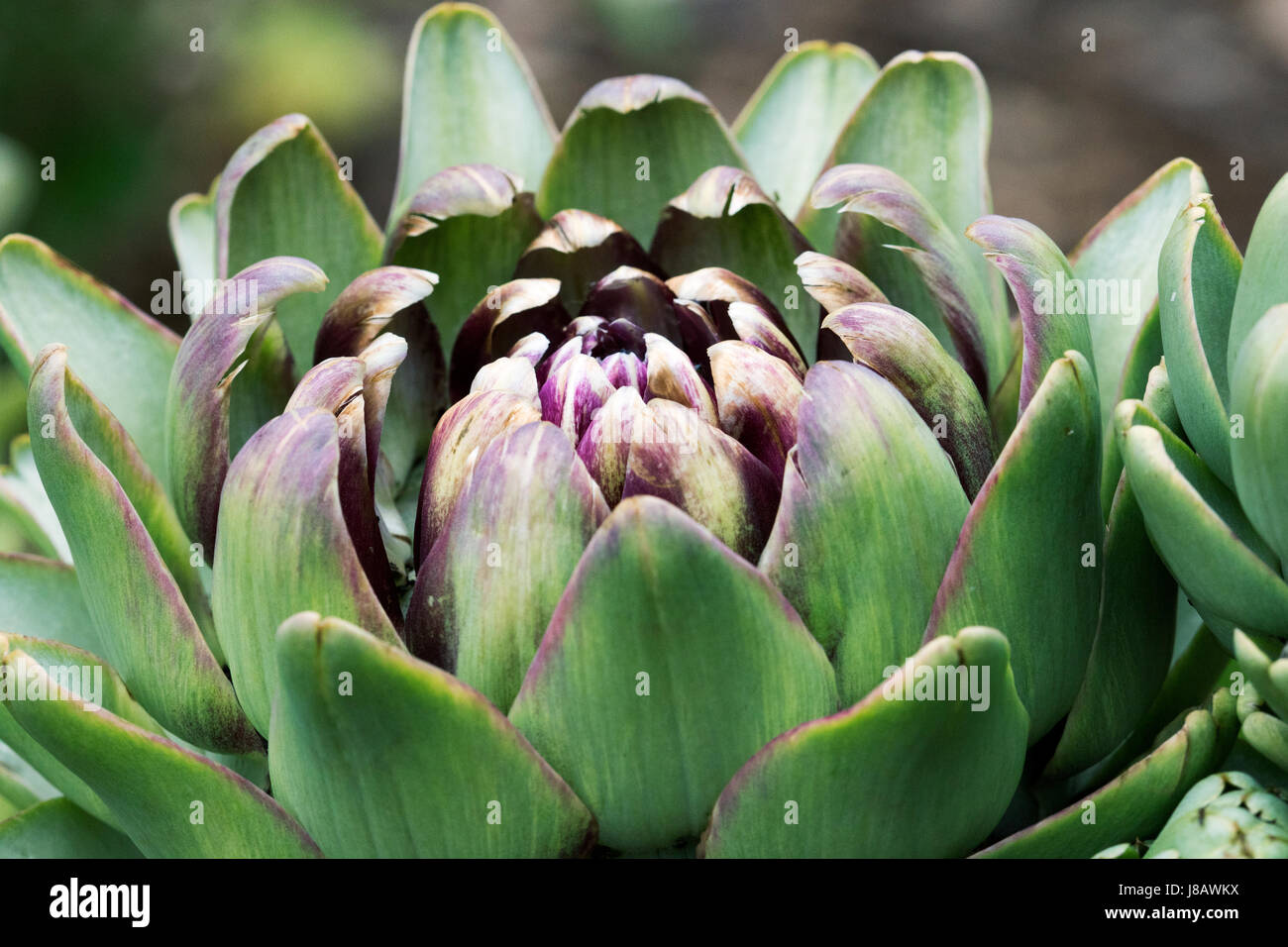 La fotografia di una pianta di carciofo. È possibile vedere chiaramente le gemme quasi pronto a fiorire. Foto Stock