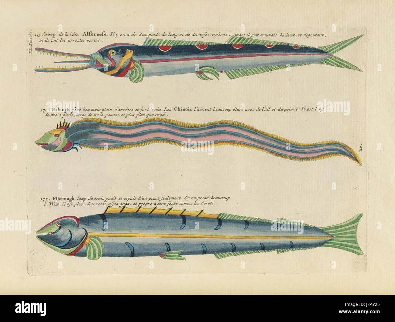 Immagini dalla prima pubblicazione a colori sul pesce (1754) Foto Stock