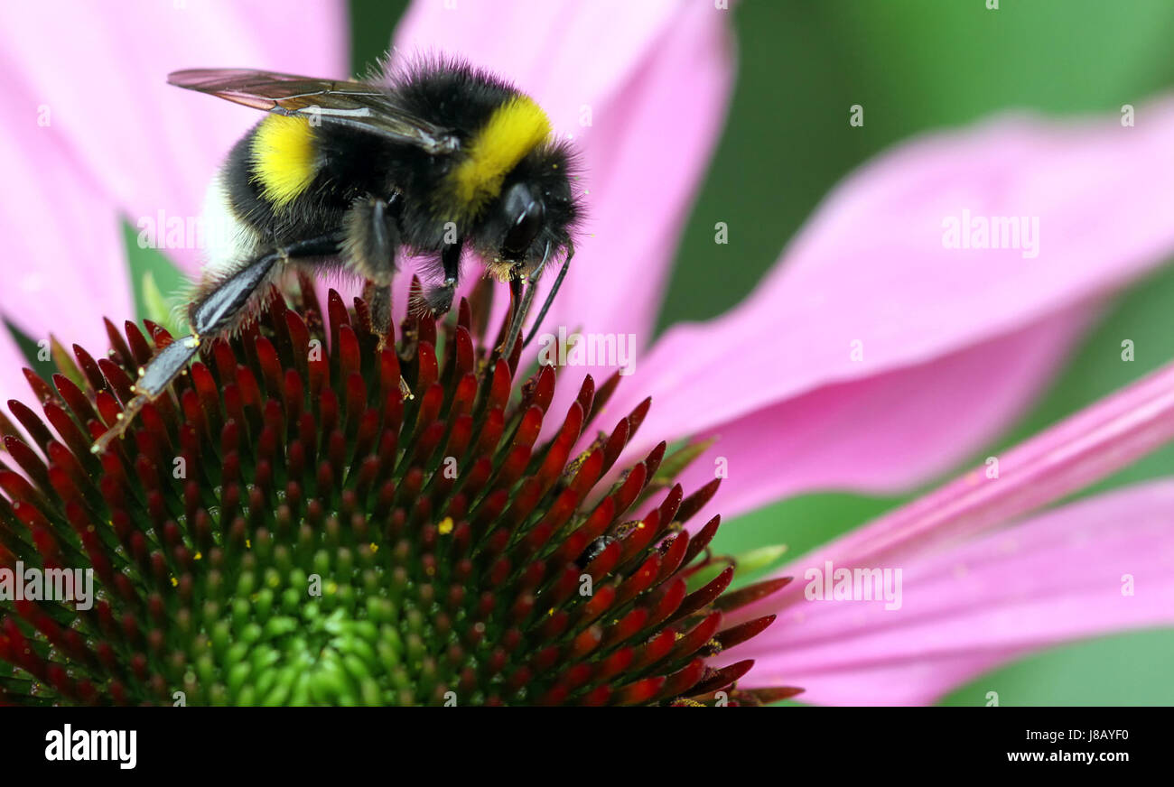 Bumblebee su coneflower Foto Stock