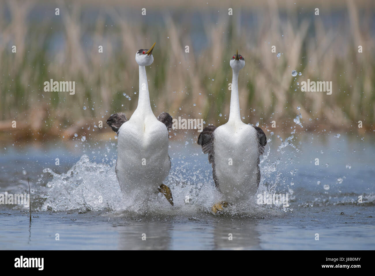 Western svasso corteggiamento impetuoso Foto Stock