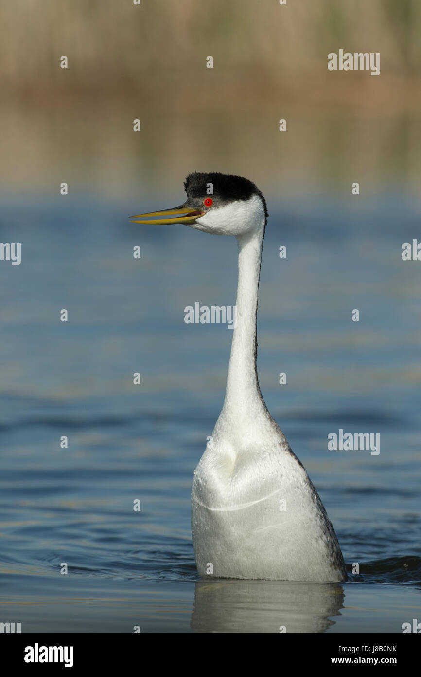 Western svasso (Aechmophorus occidentalis) Foto Stock