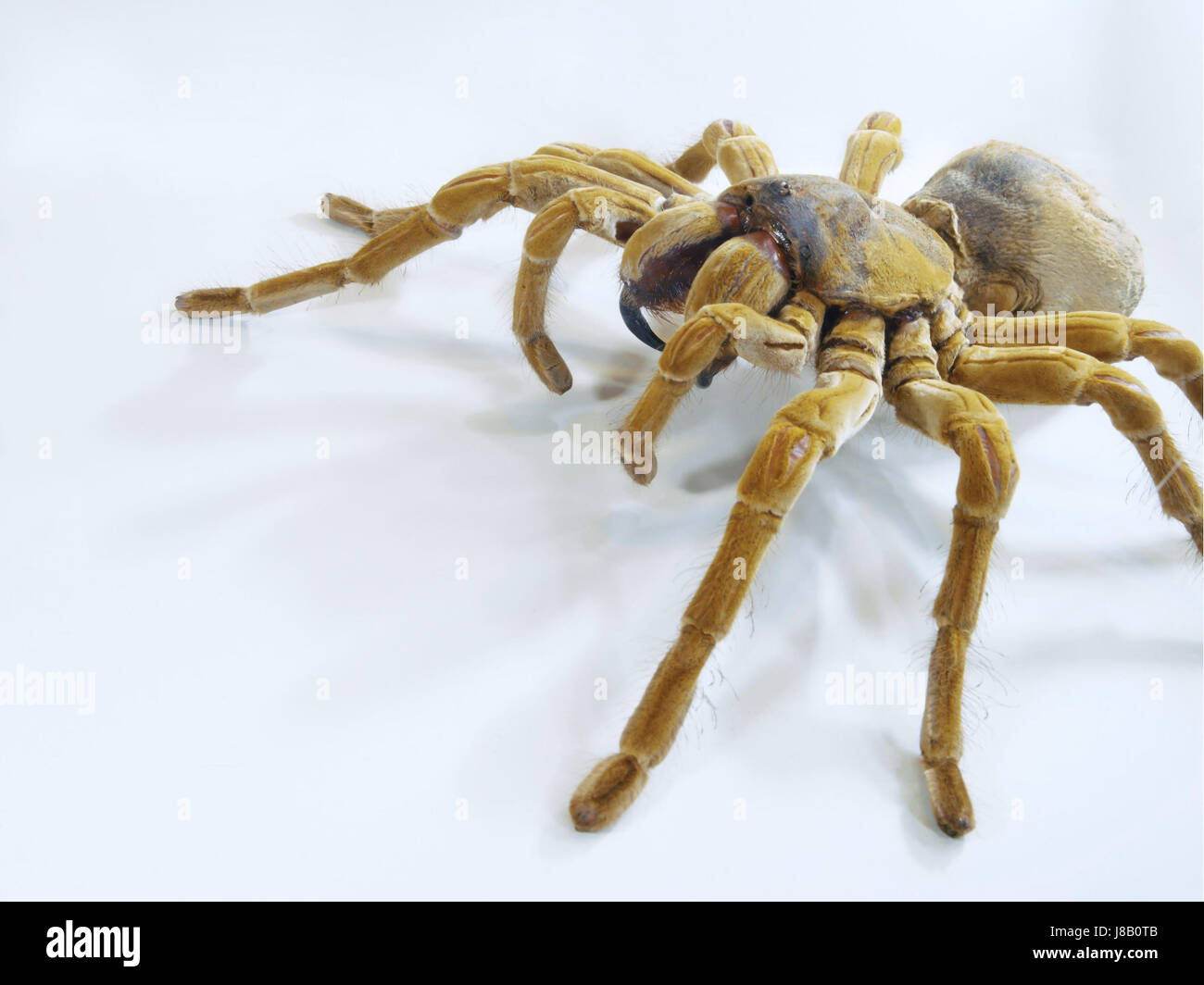 Spider, Gross, spider, Gross, spinne, spinne, makro, makro, grosse spinne, Foto Stock